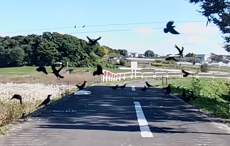 カラスに囲まれた猫
