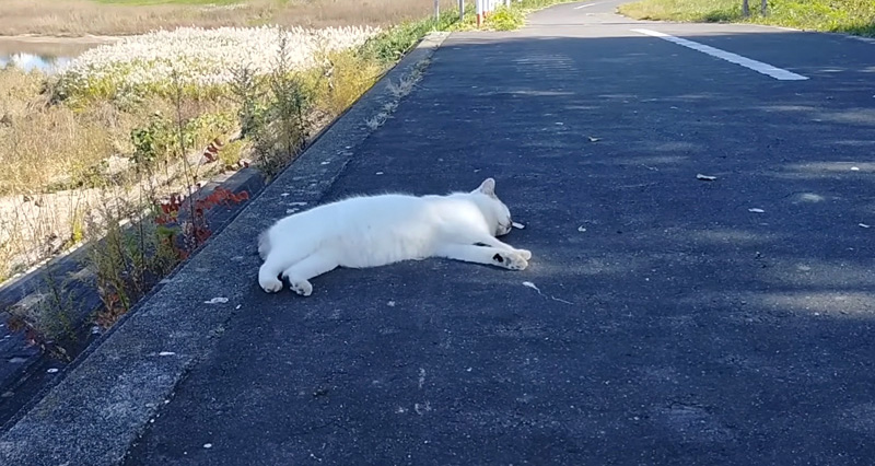道路で横になる猫