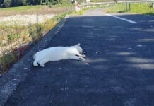 カラスの群れに囲まれていた猫