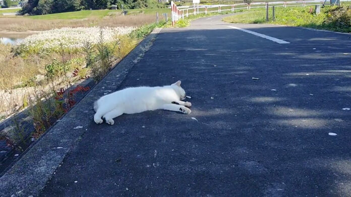カラスの群れに囲まれていた猫