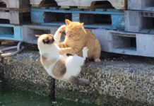 喧嘩して海に落ちた猫