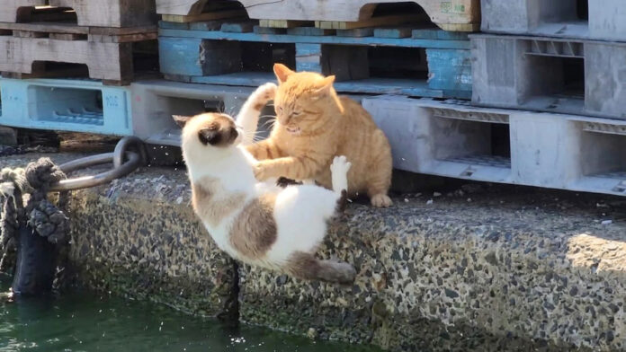 喧嘩して海に落ちた猫