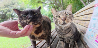 競うように甘えてくる猫達