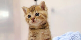 小さな鳴き声を不思議そうに聴く子猫