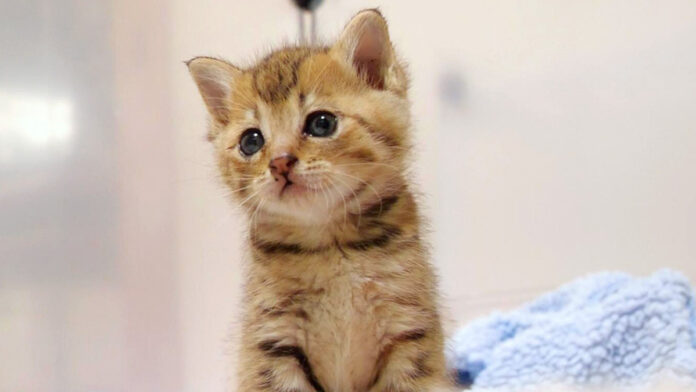 koefusigi_neko_title 小さな鳴き声を不思議そうに聴く子猫