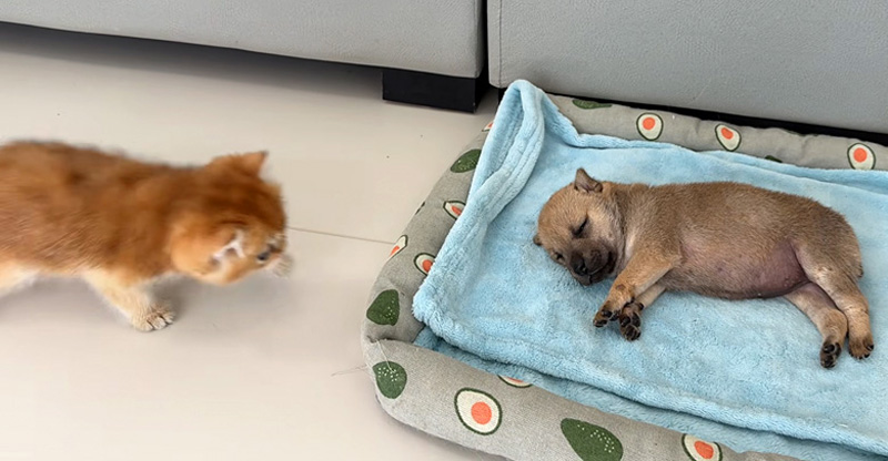 子犬が気になる子猫