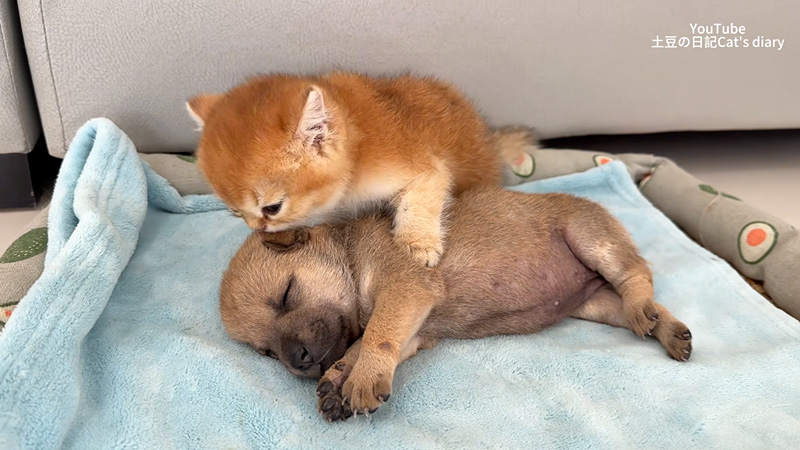 子犬を安心させる子猫