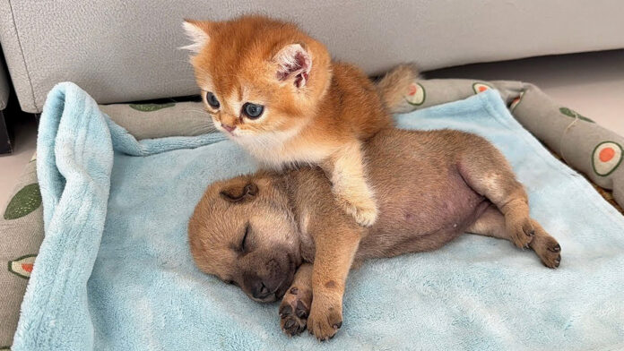 子犬を安心させる子猫