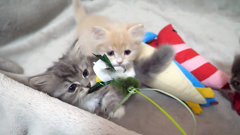 ヤンチャな子猫達
