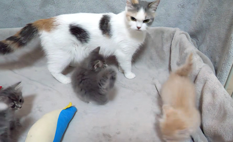困る母猫