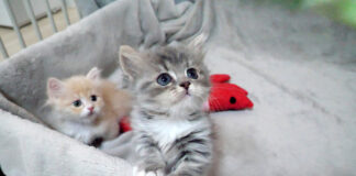 ヤンチャな子猫達