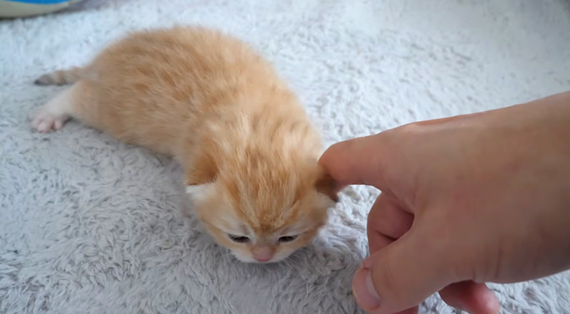 ナデナデされる子猫