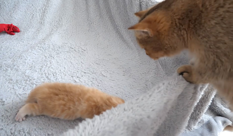 子猫を気に掛ける母猫