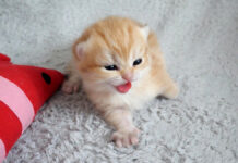 お母さんを探す子猫