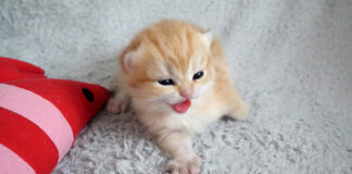 お母さんを探す子猫