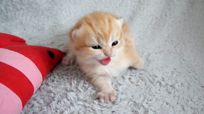 お母さんを探す子猫