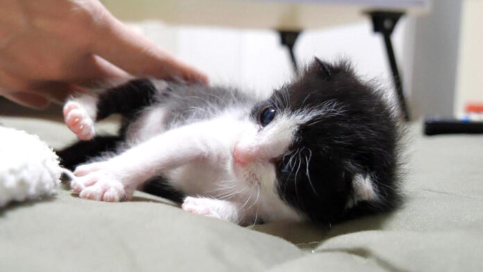 転んじゃった猫