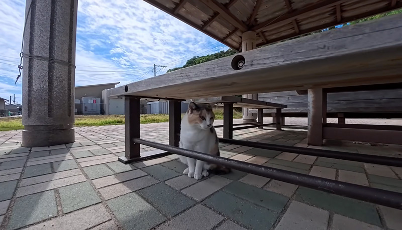 港の東屋で出会った猫