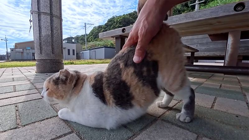 腰トントンを堪能する猫