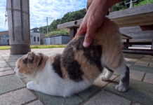 港の東屋で出会った三毛猫さん。腰トントンされて喜びの声を上げる姿が可愛かった♪ 腰トントンを堪能する猫