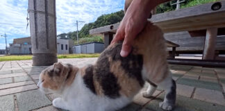 腰トントンを堪能する猫