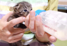 哺乳瓶からミルクを飲む子猫