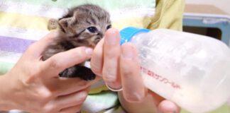 哺乳瓶からミルクを飲む子猫