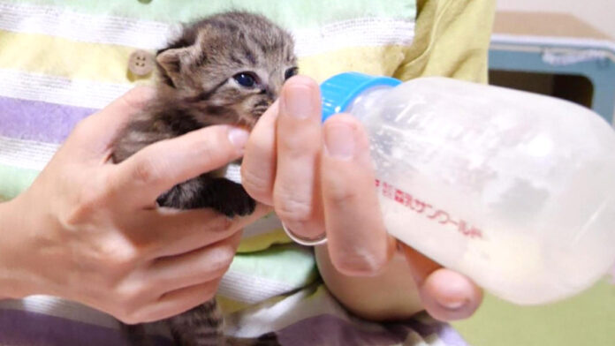 哺乳瓶からミルクを飲む子猫