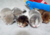 常に兄弟で寄り添っている子猫達
