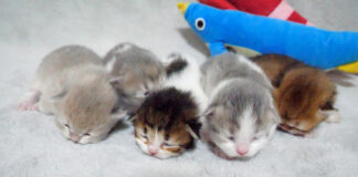 常に兄弟で寄り添っている子猫達