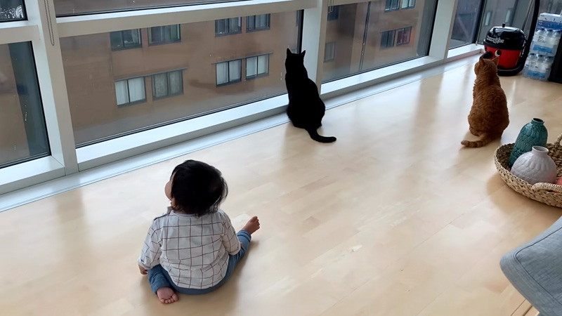 窓拭きおじさんが気になる猫