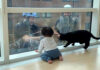 窓拭きおじさんが気になる猫