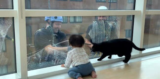 窓拭きおじさんが気になる猫