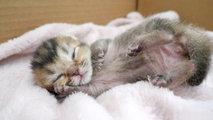 ママ猫に舐められると一瞬で寝ちゃう子猫