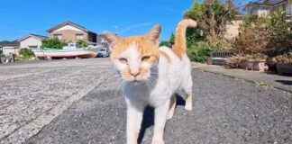 挨拶してくれる猫