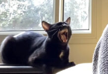 見事に歌を歌う猫