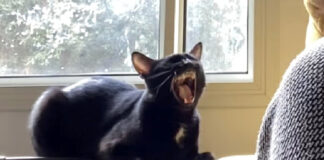 見事に歌を歌う猫