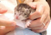 ミルクを飲む子猫
