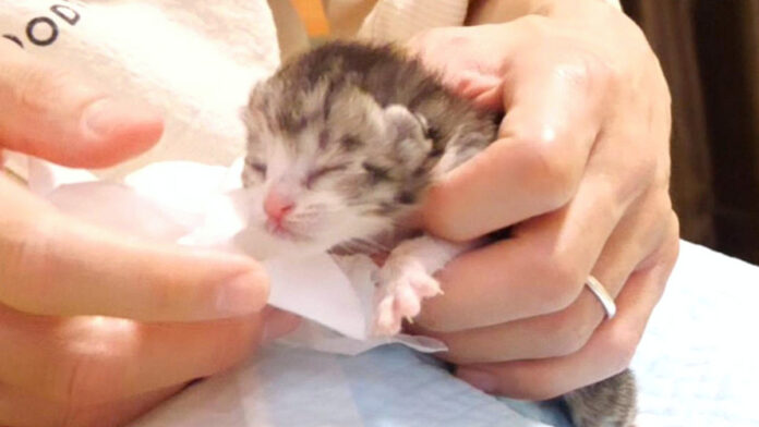 muimuimilk_neko_title ミルクを飲む子猫