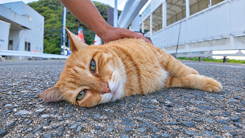 ナデナデを堪能する猫