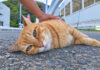 ナデナデを堪能する猫