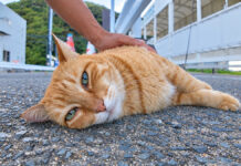 ナデナデを堪能する猫