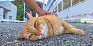 ナデナデを堪能する猫