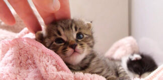 撫でられると喉を鳴らす子猫