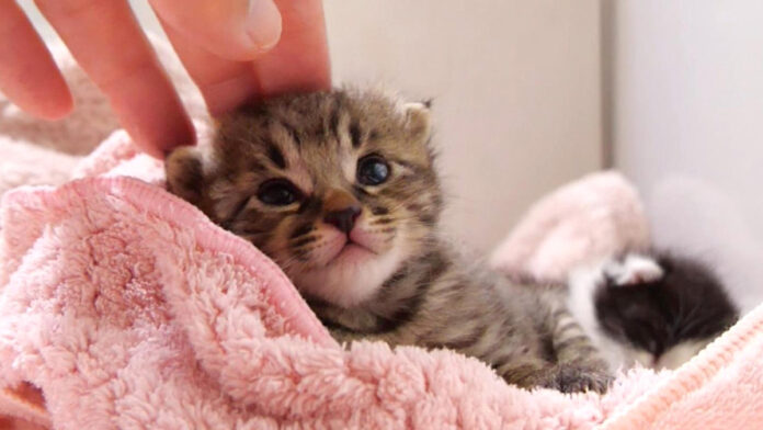 撫でられると喉を鳴らす子猫