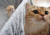子猫が羨ましいママ猫