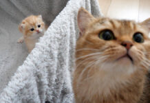 子猫が羨ましいママ猫