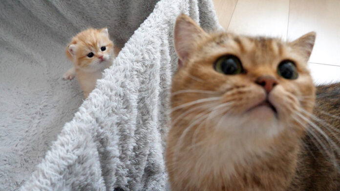 子猫が羨ましいママ猫