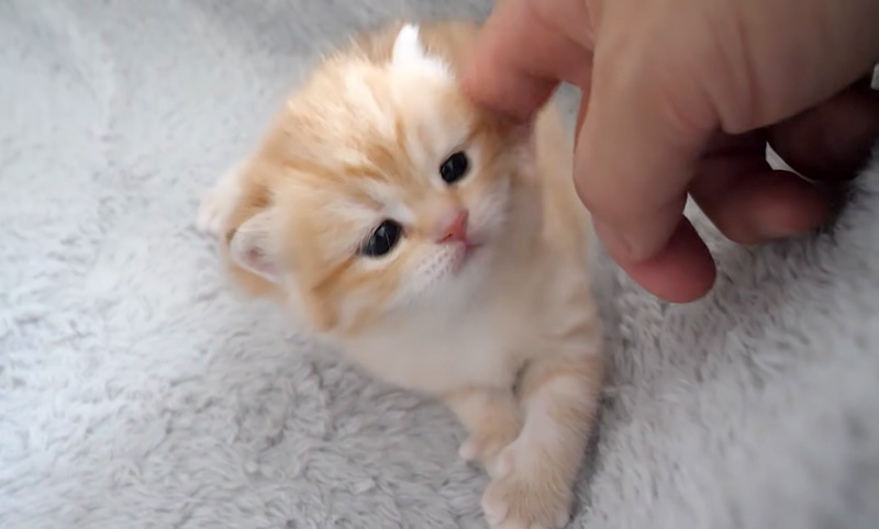 ナデナデされる子猫