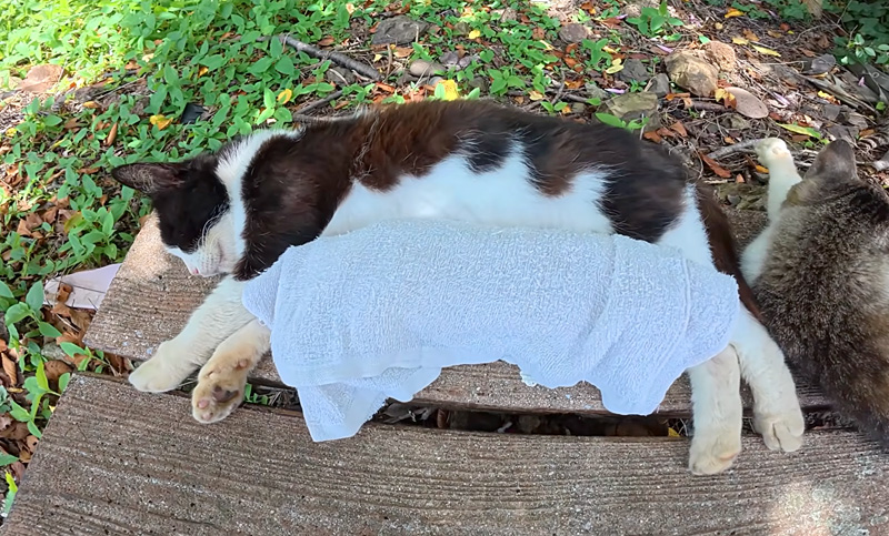 猫に熱中症対策をする